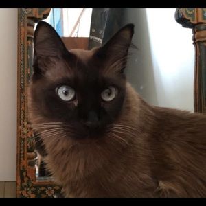 Meet your Posher, Adin